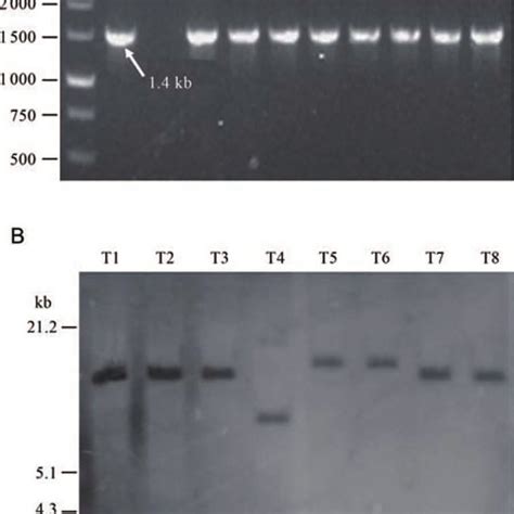 Molecular Confirmation Of Transgenic Plants A Pcr Amplification Of