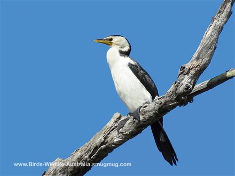 Cormorant, Little Pied | Central QLD Coast Landcare Network