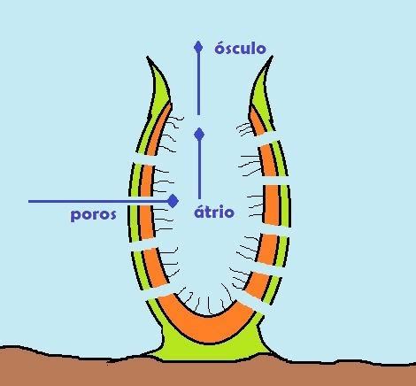 Sobre Os Por Feros Fa A Um Esquema De Um Exemplar De Preferencia Um