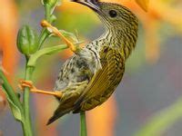 120 Birds:Passerine,TINY # needle like beaks [ Hummingbirds] ideas | birds, bird, pet birds