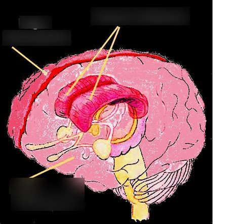 3 Forebrain Cerebrum Diagram Quizlet