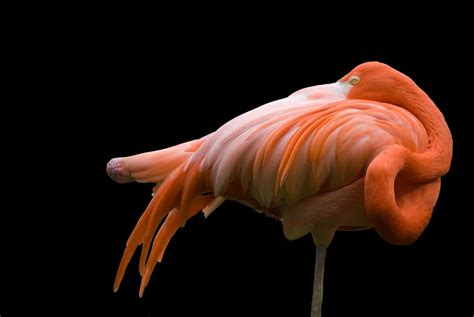 Ask Smithsonian Why Do Flamingos Stand On One Leg Smithsonian