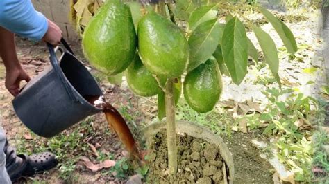 Ya No Esperes A Os Para Tener Aguacate Cargado De Frutos Aplica Este