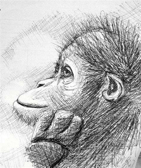 Monkey Sketch At Paintingvalley Explore Collection Of Monkey Sketch