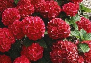 Гортензия Альпенглюхен: фото и описание, посадка и уход, отзывы о ...