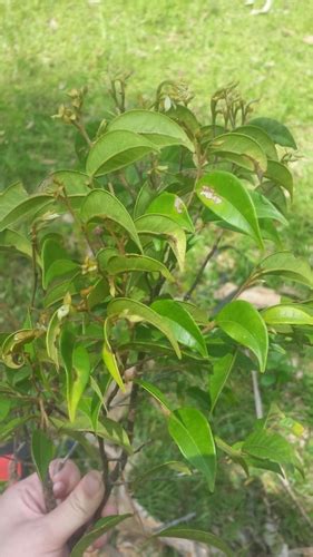 Leptolaena Raymondii INaturalist