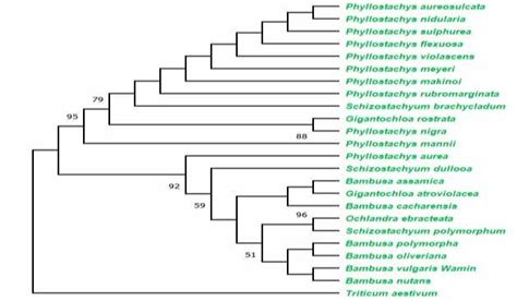 Maximum Likelihood Ml Phylogenetic Tree Constructed In Raxml Gui 20 Download Scientific