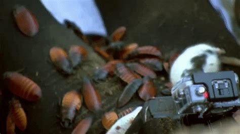 Fear Of Cockroaches GIFs - Find & Share on GIPHY