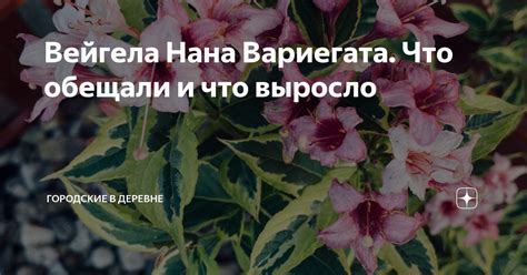 Вейгела Нана Вариегата. Что обещали и что выросло | Городские в деревне ...