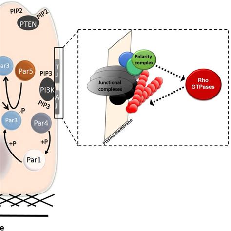 Intracellular Localization Of Polarity Complexes In A Differentiated