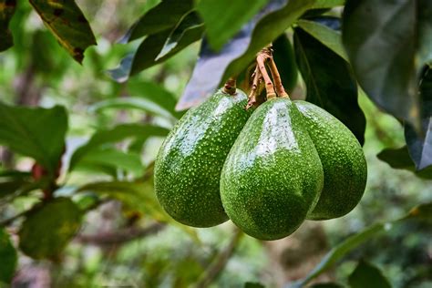 6 Tips For Growing Avocado In A Pot And For It To Bear Fruit Garden