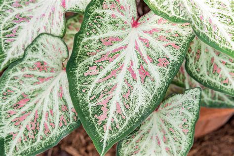 Close Up Plants