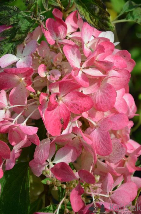 Hydrangea Paniculata DIAMANT ROUGE Rendia Hortensja Bukietowa