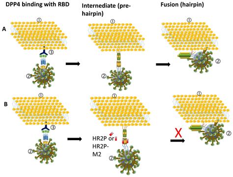 Coronavirus Helical - Alert Nation