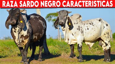 Sardo Negro Caracteristicas Ganader A Vacuna Youtube