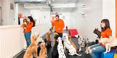 A Day In The Life Of A Dog Daycare