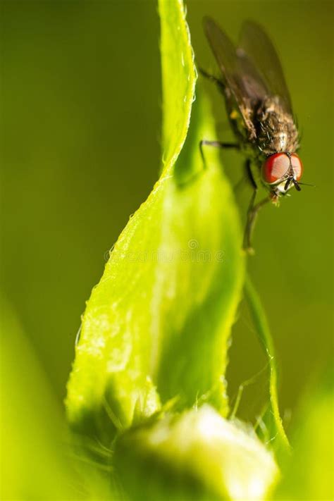 Macro Vertical De Una Mosca De La Fruta Sobre Una Superficie De Hoja