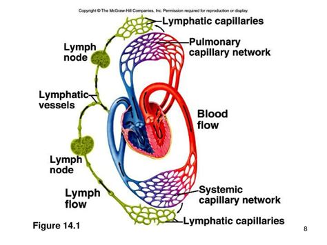 Chapter Lymphatic And Immune System Homework Diagram Quizlet