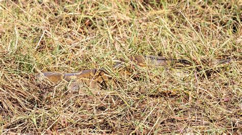 Python De Seba Au Parc Du Niokolo Koba S N Gal Youtube