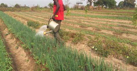 Centrafrique La Culture Du Petit Oignon De Lor Vert Pour