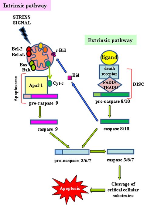 Apoptosis As Anticancer Mechanism Function And Dysfunction Of Its