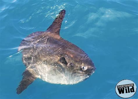 17 Amazing Ocean Sunfish Facts Mola Mola Guide Everywhere Wild