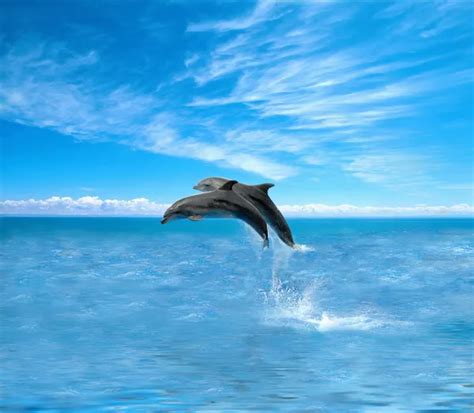 Pack Of Jumping Dolphins Stock Photo Image By Neirfys