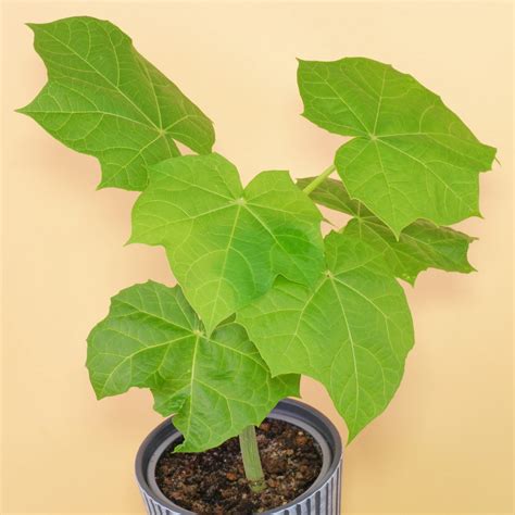 Piñón de tempate jatrofa Jatropha curcas