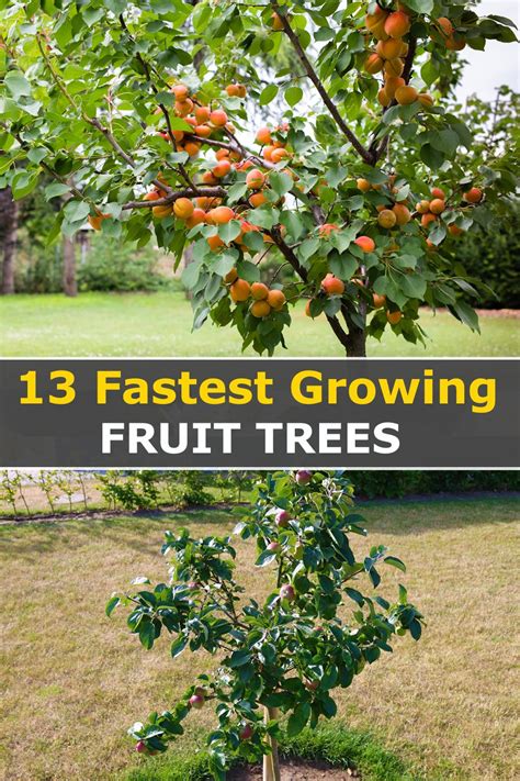 13 Fastest Growing Fruit Trees That Yields In Two Years Artofit