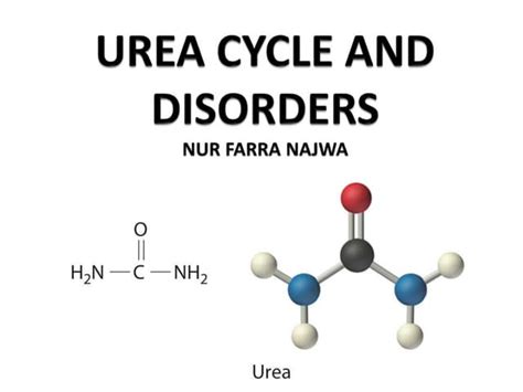 Urea Cycle Reactions Enzymes Regulation And Disorders Ppt