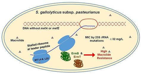 Ijms Free Full Text Inducible Expression Of Both Ermb And Ermt