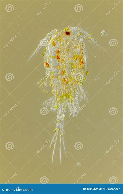 Freshwater Copepod Cyclops Stock Photo Image Of Aquatic 120332468