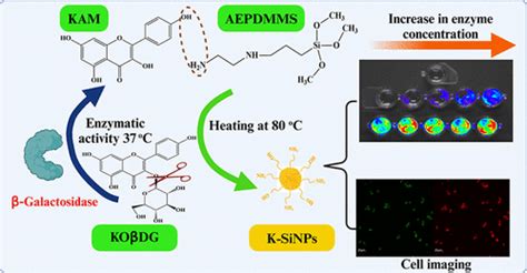 Triple Sensing Modes for Triggered β Galactosidase Activity Assays