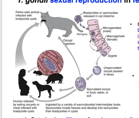 Parasit Toxoplasma Flashcards Quizlet