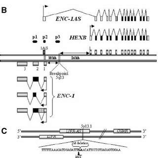 Schematic Representation Of The Gene Content At The Q And P