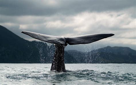 Whale Desktop Wallpapers - Top Free Whale Desktop Backgrounds ...