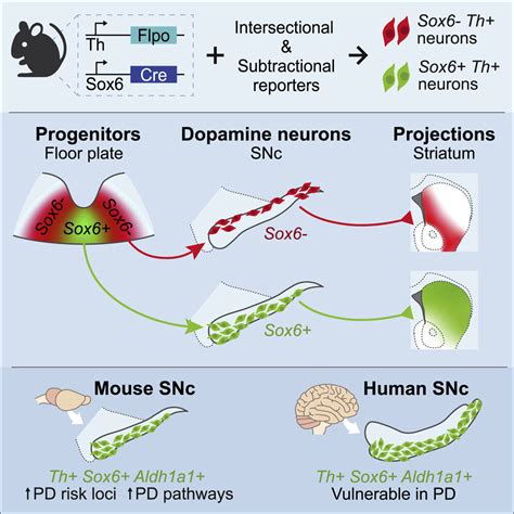 Uncovering The Degenerative Basis Of Parkinson S Disease