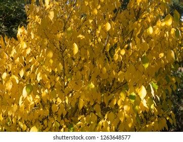 35 Spicewood tree Images, Stock Photos & Vectors | Shutterstock