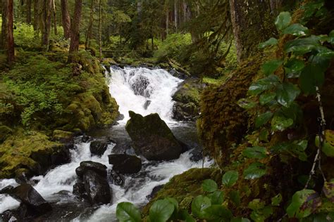 Explore The Less Visited Best Hikes In Olympic National Park