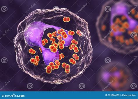 Neisseria Gonorrhoeae Bacteria