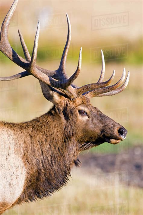 USA Colorado Rocky Mountain National Park Close Up Of Bull Elk With