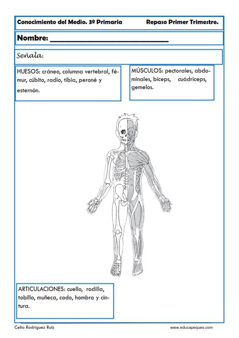 Ejercicios De Conocimiento Del Medio Para Segundo Primaria Artofit