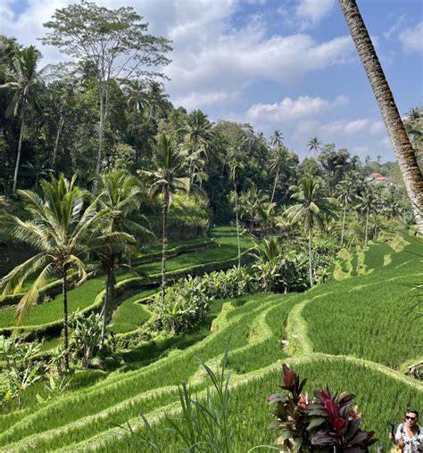 Sejarah Subak Tegalalang Dari Pertanian Bali Ke Destinasi Wisata