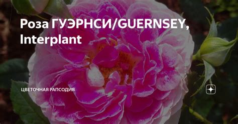 Роза ГУЭРНСИ/GUERNSEY, Interplant | Цветочная Рапсодия | Дзен