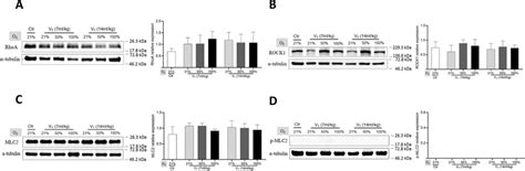 Western Blot Analysis On The Expression Of Rhoa Rock1 Mlc2 And