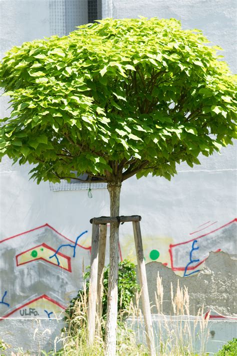 Garten Navi Kugel Trompetenbaum Catalpa Bignonioides Nana