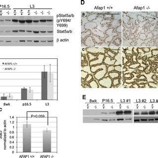 Tyrosine Phosphorylation Of Stat And Casein Expression Is Not