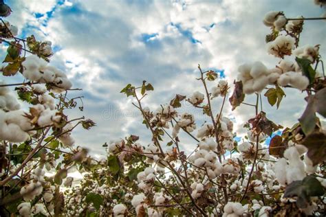 Fondo Di Struttura Della Piantagione Del Campo Del Cotone Fotografia