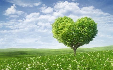 Tree wallpaper | 1680x1050 | #36304