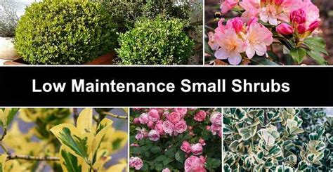 Low Maintenance Small Shrubs With Pictures Identification Guide